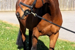 Escaleur001