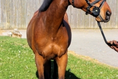 Escaleur002